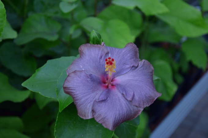 Indigo Flower
