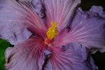Lilac Swirl